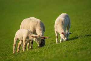 راهنمای نگهداری و تغذیه گوسفند زنده بعد از خرید